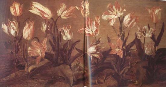 Jacob Gerritsz Cuyp Tulip Field (mk14) China oil painting art